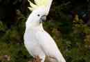 Parrot cakada